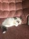 Ragdoll Cats for sale in Jackson, MS 39206, USA. price: NA