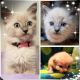 Ragdoll Cats for sale in Katy, TX, USA. price: NA