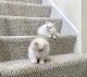 Ragdoll Cats for sale in Des Moines, IA 50306, USA. price: $500
