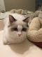 Ragdoll Cats for sale in Charlotte, NC, USA. price: $1,000