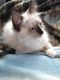 Ragdoll Cats for sale in LAKE CLARKE, FL 33406, USA. price: $500