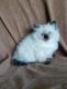 Ragdoll Cats for sale in Minneapolis, MN 55442, USA. price: $500