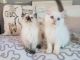 Ragdoll Cats for sale in Chicago, IL 60613, USA. price: $500