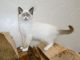 Ragdoll Cats for sale in Manchester, NH 03104, USA. price: NA