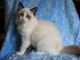 Ragdoll Cats for sale in Austin, TX 78723, USA. price: NA