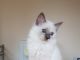 Ragdoll Cats for sale in Tulsa, OK 74136, USA. price: $500