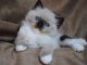 Ragdoll Cats for sale in Grand Forks, ND 58207, USA. price: NA