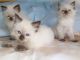 Ragdoll Cats for sale in Detroit, MI, USA. price: $500