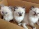 Ragdoll Cats for sale in Boston, MA, USA. price: NA