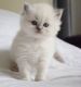 Ragdoll Cats for sale in Cleveland, OH, USA. price: NA