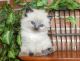Ragdoll Cats for sale in East Earl, PA 17519, USA. price: NA