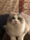 Ragdoll Cats for sale in State College, PA, USA. price: $600