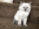 Ragdoll Cats for sale in Florida Ave NW, Washington, DC, USA. price: $500