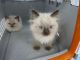 Ragdoll Cats for sale in Scottsdale Dr, Richardson, TX 75080, USA. price: $500