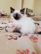 Ragdoll Cats for sale in Thomaston Ave, Waterbury, CT, USA. price: NA