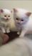 Ragdoll Cats for sale in Indianapolis, IN, USA. price: $500