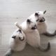 Ragdoll Cats for sale in Ann Arbor, MI, USA. price: NA
