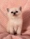 Ragdoll Cats for sale in Kansas City, MO, USA. price: NA