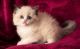 Ragdoll Cats for sale in Richmond, VA, USA. price: $400