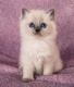 Ragdoll Cats for sale in Milwaukee, WI, USA. price: NA