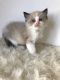 Ragdoll Cats for sale in Minneapolis, MN, USA. price: $400