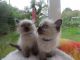 Ragdoll Cats for sale in Beverly Hills, CA 90210, USA. price: $350