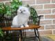 Ragdoll Cats for sale in East Earl, PA 17519, USA. price: $895