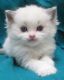 Ragdoll Cats for sale in FL-436, Casselberry, FL, USA. price: NA