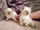 Ragdoll Cats for sale in Pondfield Rd, Bronxville, NY 10708, USA. price: NA