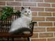 Ragdoll Cats for sale in East Earl, PA 17519, USA. price: $795
