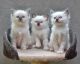 Ragdoll Cats for sale in New Orleans, LA, USA. price: $300