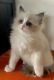 Ragdoll Cats for sale in Durango, CO, USA. price: NA