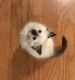 Ragdoll Cats for sale in Hattiesburg, MS, USA. price: NA