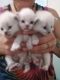 Ragdoll Cats for sale in Sturgis, KY 42459, USA. price: NA