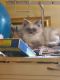 Ragdoll Cats for sale in Kennebunk, ME 04043, USA. price: $450