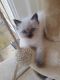 Ragdoll Cats for sale in New Caney, TX 77357, USA. price: NA