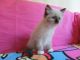 Ragdoll Cats for sale in Schaumburg, IL, USA. price: $650