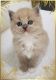 Ragdoll Cats for sale in Snohomish, WA, USA. price: NA