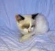 Ragdoll Cats for sale in Everett, WA, USA. price: $500