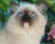 Ragdoll Cats for sale in East Earl, PA 17519, USA. price: $750