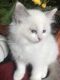 Ragdoll Cats for sale in Newport, WA 99156, USA. price: $750