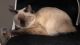 Ragdoll Cats for sale in Monterey Park, CA, USA. price: NA