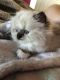 Ragdoll Cats for sale in Westfield, MA 01085, USA. price: $3,500