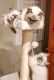 Ragdoll Cats for sale in Riverview, FL, USA. price: NA