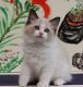Ragdoll Cats for sale in Helena, MT, USA. price: NA