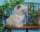 Ragdoll Cats for sale in East Earl, PA 17519, USA. price: $950