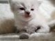 Ragdoll Cats for sale in Waco, TX, USA. price: $300