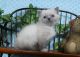 Ragdoll Cats for sale in East Earl, PA 17519, USA. price: $875