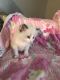 Ragdoll Cats for sale in Lapeer, MI 48446, USA. price: NA