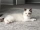 Ragdoll Cats for sale in Aurora, CO 80016, USA. price: $1,550